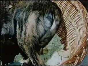 Canis familiaris (Canidae) - Geburt