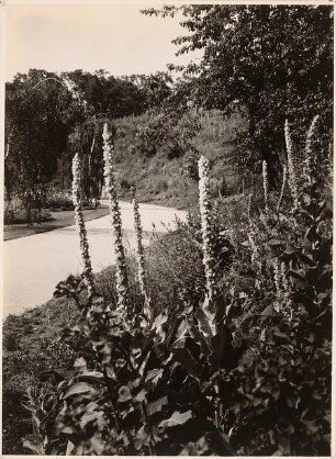 Reichsgartenschau 1939 auf dem Killesberg, Stuttgart: Rosental