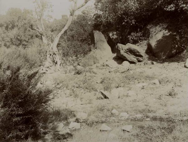 Group of trees with boulders