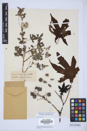Ricinus communis L.