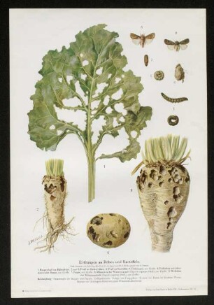 Erdraupen an Rüben und Kartoffeln