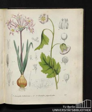 1. - 9. Amaryllis belladonna. / 10. - 18. Nicandra physaloides.