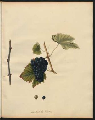 127. Le Claret bleu ordinaire