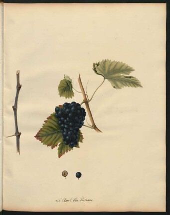 127. Le Claret bleu ordinaire