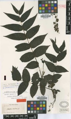 Juglans insularis Griseb. [isolectotype]