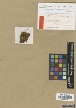 Bryum jackii Müll.Hal. [isotype]
