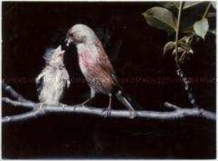 Ein Vogel füttert sein Küken