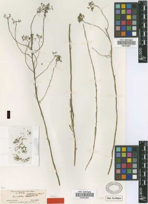Haplophyllum griffithianum Boiss. [isotype]