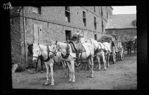 Origny (=Origny-Sainte-Benoite, Dep. Aisne, Frankreich): Schimmel-Vierspänner mit Pferdekarren neben einem hohen Backsteingebäude beim Beladen