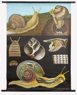 Weinbergschnecke