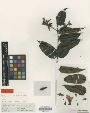 Qualea acuminata Spruce ex Warm. [isotype]