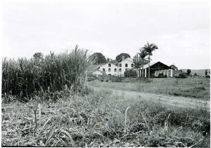 Pernambuco, Zuckerfabrik mit Zuckerrohr