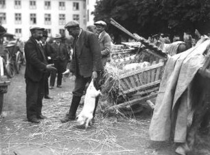 Cochem. Ferkelmarkt. Bauer mit Ferkel beim Verhandeln