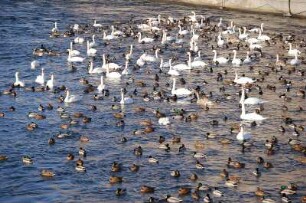 Stockholm - Schwäne und Enten : Schwäne und Enten vor dem Opernhaus im Zentrum, aufgenommen 2006 in Stockholm