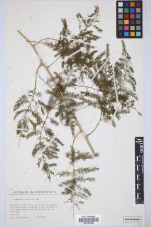 Asparagus scoparius Lowe