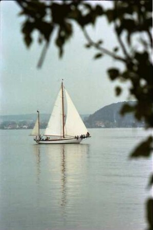 Mainau, Insel Mainau: Segler vor der Mainau (durch Bäume)