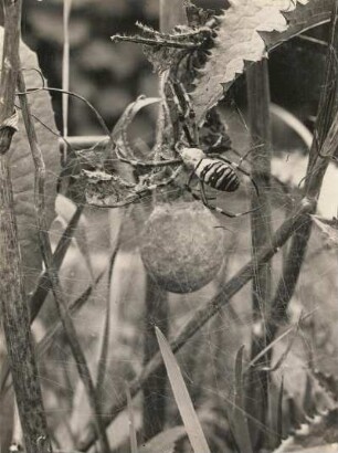 Radspinne (Argiope brünnichi Scop.) mit Kokon
