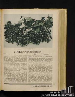 Johannisbeeren