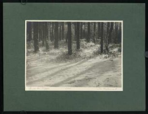 471, Im Kiefernwald. (Nr. 2808).