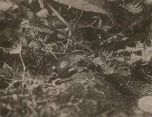 Deutschland. Knoblauchkröte (Pelobates fuscus), Terrarientier