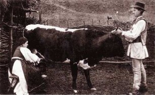 Rumänische Landbewohner beim Melken
