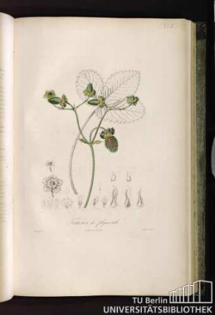 Pl. XLIII. Fraisier de Plymouth.