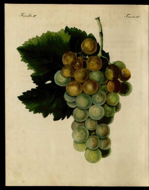 Wein-Sorten.