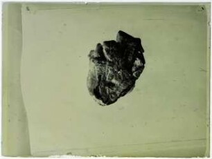 Fossil, Quartär