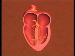 Experiments on the Physiology of Heart and Circulation of the Rabbit