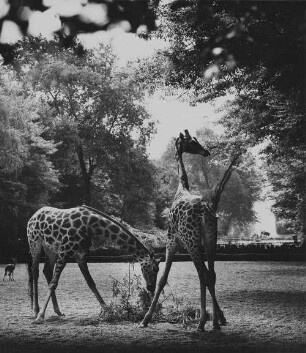 Archivfotografie "motive_tiere_zoo_giraffen_on01"