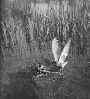 Trauerseeschwalben : Trauerseeschwalben (Childonias niger Linnaeus), Jungvogel wird gefüttert.