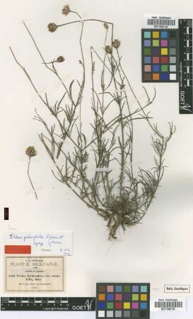 Tridax balbisioides A.Gray var. A.Gray tenuifolia