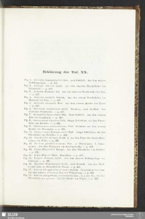 Erklärung der Taf. XX