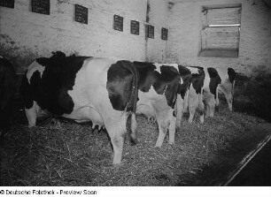 Kühe im Stall