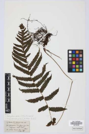Gymnogramma lowei Hook. & Grev.