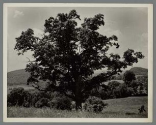 Weiße Eiche, Connecticut