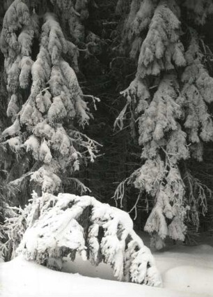 Schneelast auf Fichten am Ahornberg im Schwartenberggebiet