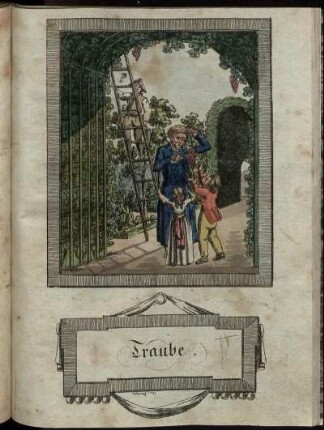 Traube.