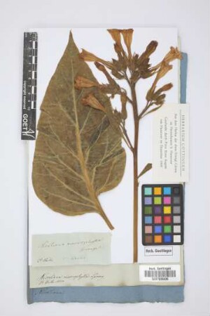 Nicotiana macrophylla Spreng.