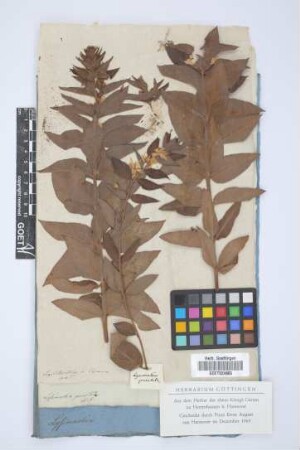 Lysimachia punctata