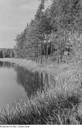 Uferlandschaft