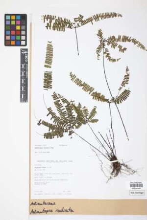 Adiantopsis radiata