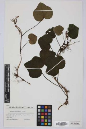 Hedera canariensis Willd.