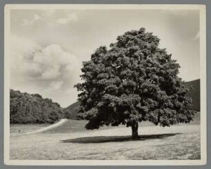 Ahornbaum in Dutchess County, New York
