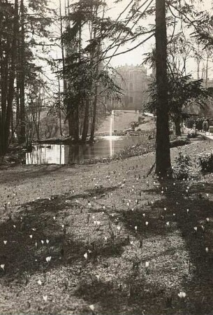 Dresden-Loschwitz. Schloss Eckberg. Krokuswiese (Crocus) im Park