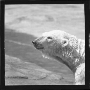 Eisbär im Zoo