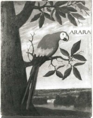 ARARA Roter Ara (Arakanga-Ara macao - Psittacus macao) : ARARA Roter Ara (Arakanga-Ara macao - Psittacus macao). Öl auf Leinwand (1655/1663; A. Eckhout). Radebeul, Hoflößnitz, Berg- und Lusthaus, Festsaal (nach der Restaurierung)