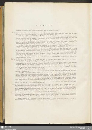 Tafel XXII (XXXIX)