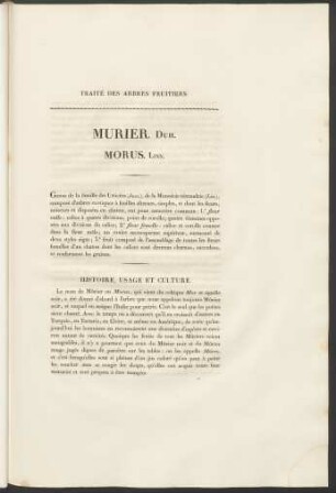 Murier. Duh. Morus. Linn.