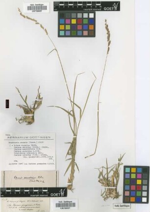Panicum gossypium A.Rich. [isotype]
